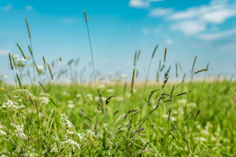 Grass Cutting
