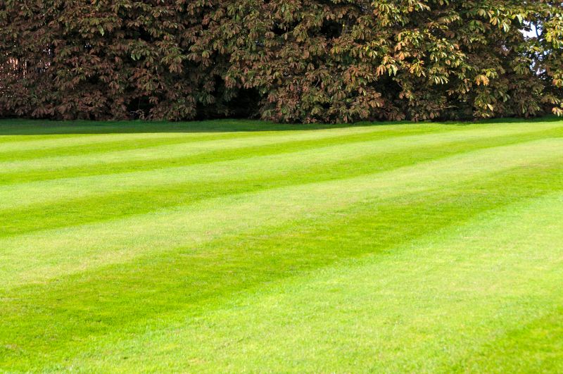 Lawn Care Maintenance