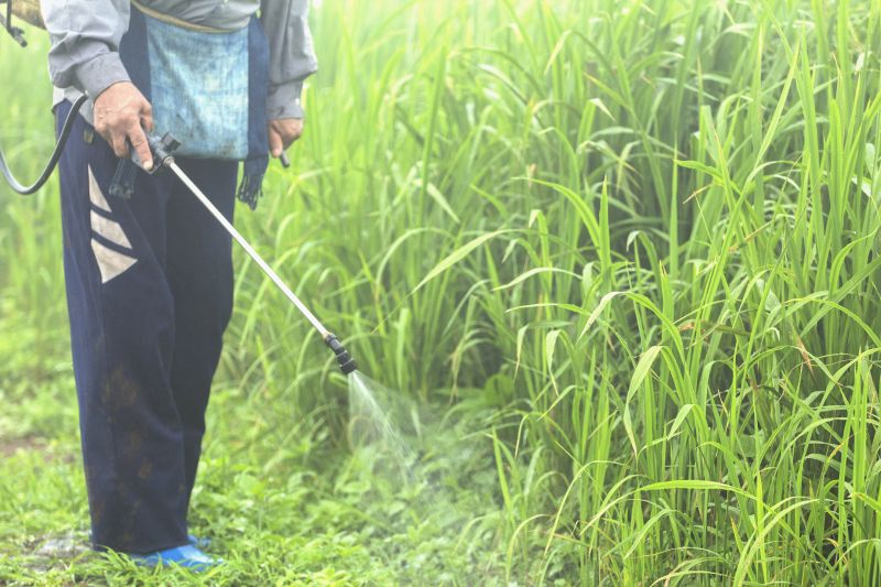 Lawn Weed Spraying in Ventura County, CA