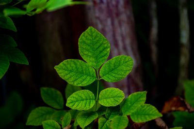 Poison Oak Removal in Philadelphia, PA