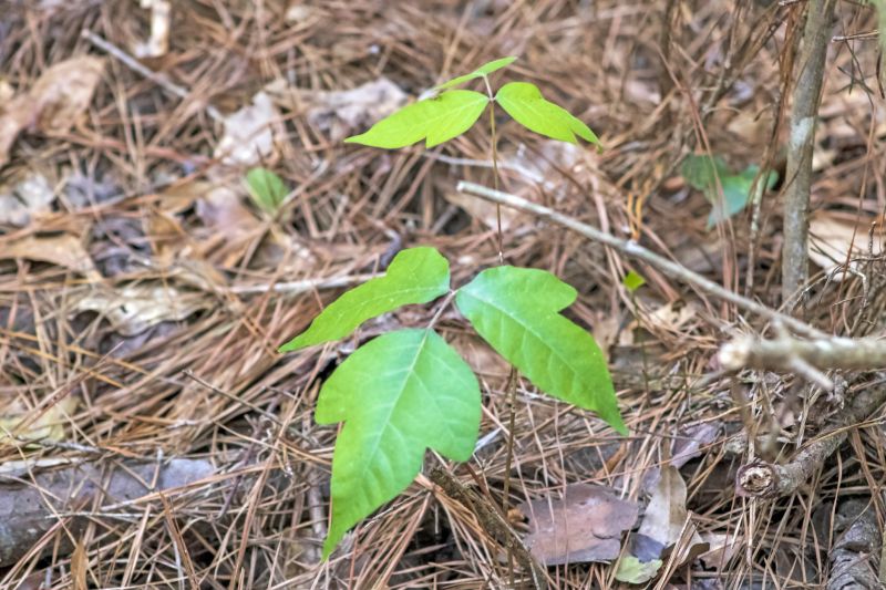 Poison Oak Removal in Newark, DE
