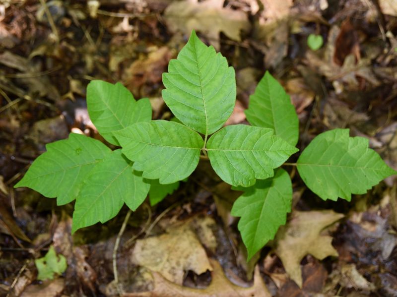 Poison Oak Removal in Allentown, PA