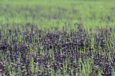 Reseeding Service in Ventura County, CA